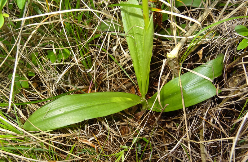 Orchis militaris - Cadine (TN)